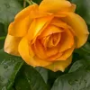 daykemahamad726