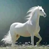 dyoowcjxls91