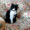 kitty.samantha