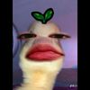 ilala_ilalala