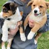 pupsandme3