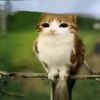 ikers_sk8