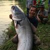 Ardi septian
