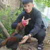 nghangung8