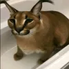 nerixthekiwwi