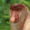 ratofeioo