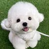 funnydog777