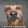 fred_strelenko