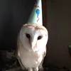 orla_ruqia14
