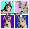 becswolfdogs