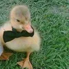 KLSS (ou Klaus)