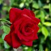 om_njoud_73