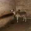 waail_18