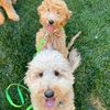 our.doodle.life