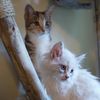 Ollie & Pollie