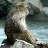 peroperowanko
