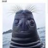 ammhcd