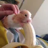 kiehmau