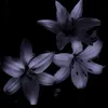 chloelucy.s