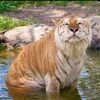 biskuttiger7
