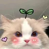 thuyhangpascal