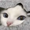 krispikei