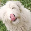mexithecutedog