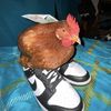 gallo.zapatos
