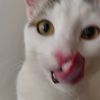 sudeezey