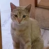schkabadabadingdong