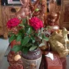 nhungchuchocuuho