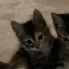 ruby..agility.cat