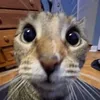 meowdoscortes