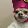 zyyhup5