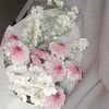 greydaisy03