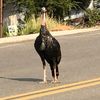 random_turkey35