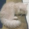 ciko.ciki09