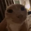 averagehuman10