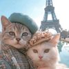 kitty_labu