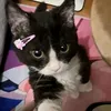 rikiayls