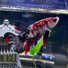 kenzo_the_betta