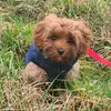 rouxbear_cavapoo