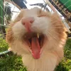 sheeshesh1