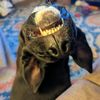 demonicevol