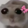 sadhammi123