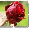 daeke__mhamad