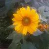 nega3679