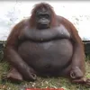 ethang1808
