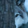 serdar_0150