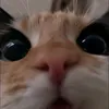 atapu_831